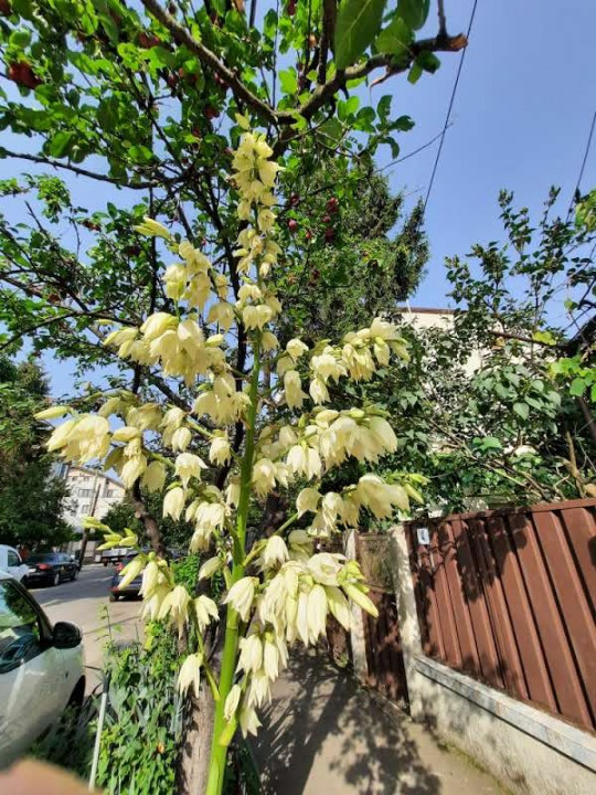 Apartament luminos cu pomi la geamuri, langa Parcul Bazilescu, loc parcare