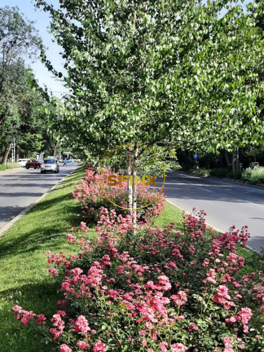 Langa Parcul Bazilescu, vila bine construita, curte frumoasa, strada linistita