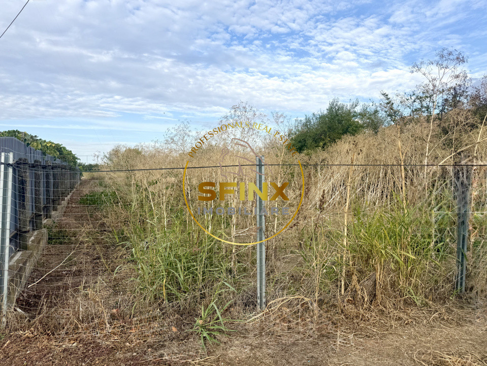 Teren 3905 mp Manasia - poziție la drum judetean