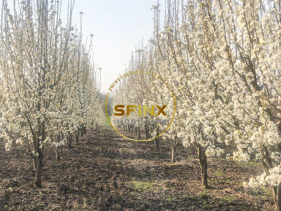 De vanzare ferma Calarasi in stare de conservare - sere - livada 