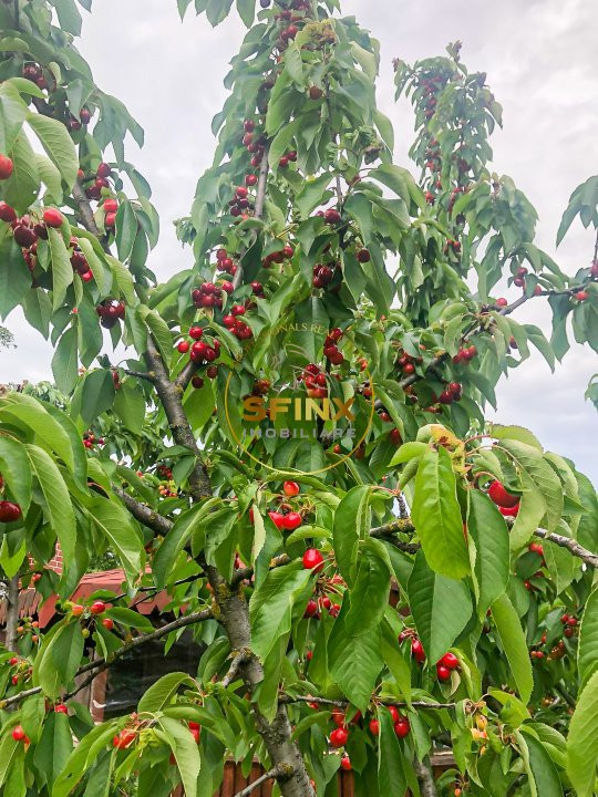 De vanzare ferma Calarasi in stare de conservare - sere - livada 