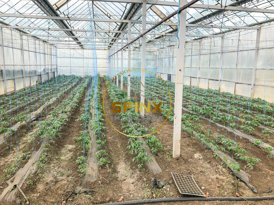 De vanzare ferma Calarasi in stare de conservare - sere - livada 