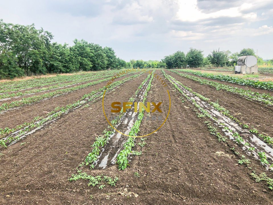 De vanzare ferma Calarasi in stare de conservare - sere - livada 