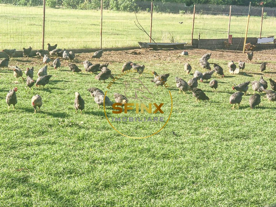 De vanzare ferma Calarasi in stare de conservare - sere - livada 