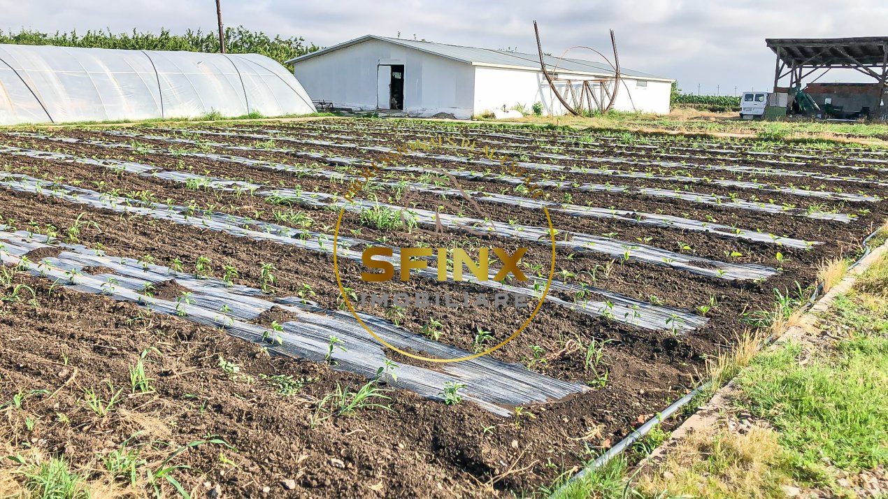 De vanzare ferma Calarasi in stare de conservare - sere - livada 