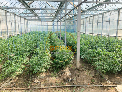 De vanzare ferma Calarasi in stare de conservare - sere - livada 