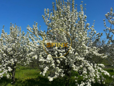 De vanzare ferma Calarasi in stare de conservare - sere - livada 